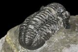 Detailed Gerastos Trilobite Fossil - Morocco #141679-5